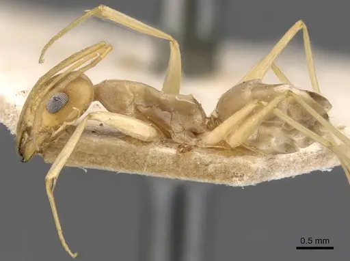 Dorymyrmex exsanguis - CASENT0907620