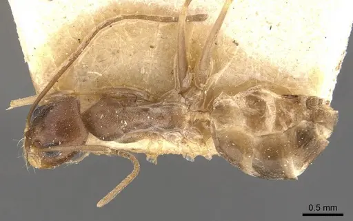 Dorymyrmex exsanguis - CASENT0907621
