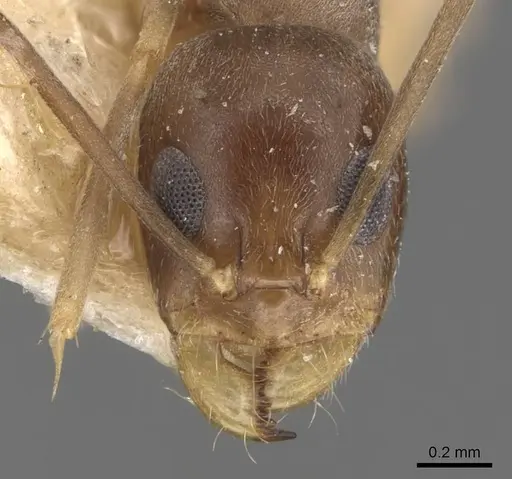 Dorymyrmex exsanguis - CASENT0907621