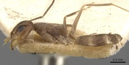 Dorymyrmex exsanguis - CASENT0907621