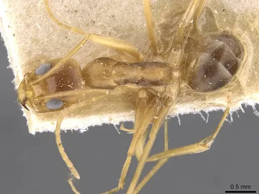 Dorymyrmex exsanguis - CASENT0909751