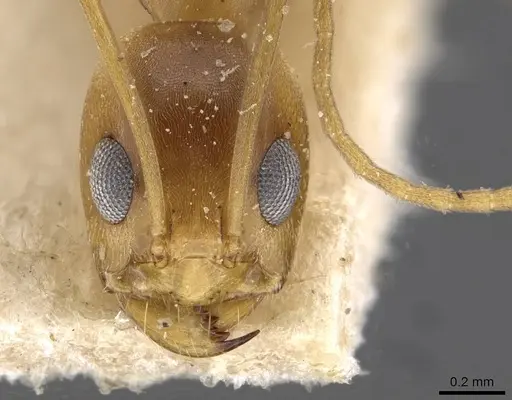 Dorymyrmex exsanguis - CASENT0909751