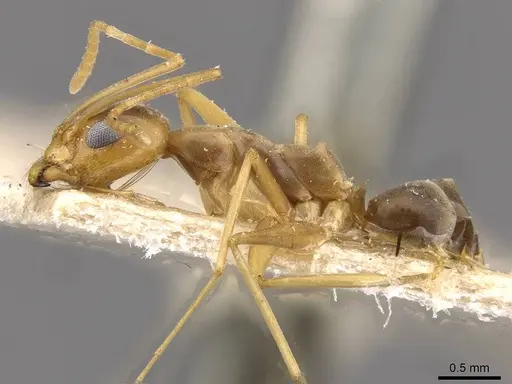 Dorymyrmex exsanguis - CASENT0909751