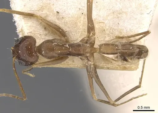 Dorymyrmex exsanguis - CASENT0909752