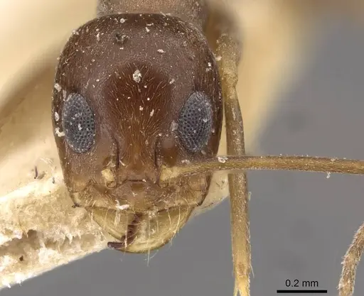 Dorymyrmex exsanguis - CASENT0909752