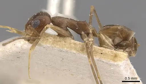 Dorymyrmex exsanguis - CASENT0909752