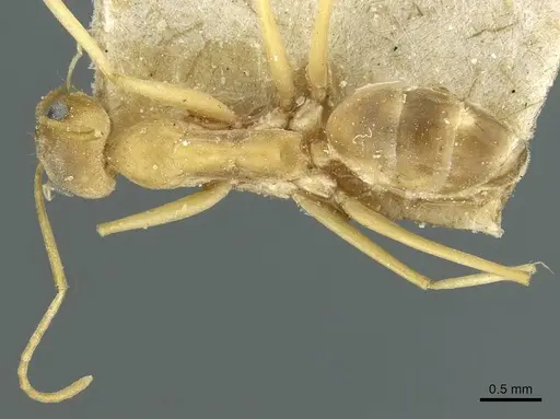 Dorymyrmex exsanguis - CASENT0911519