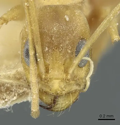 Dorymyrmex exsanguis - CASENT0911519