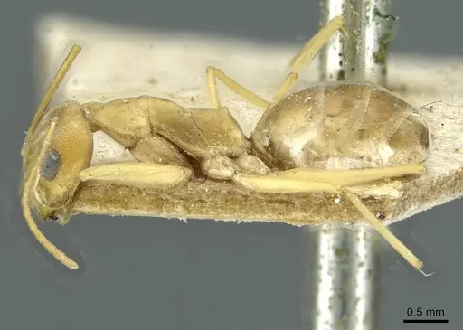 Dorymyrmex exsanguis - CASENT0911519