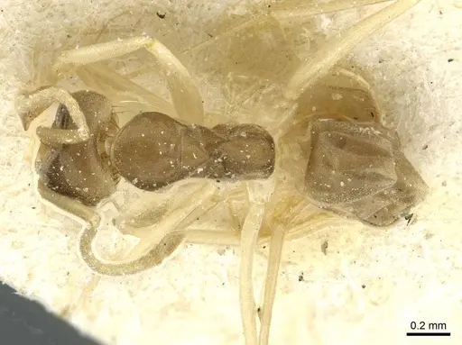 Dorymyrmex exsanguis - CASENT0911520