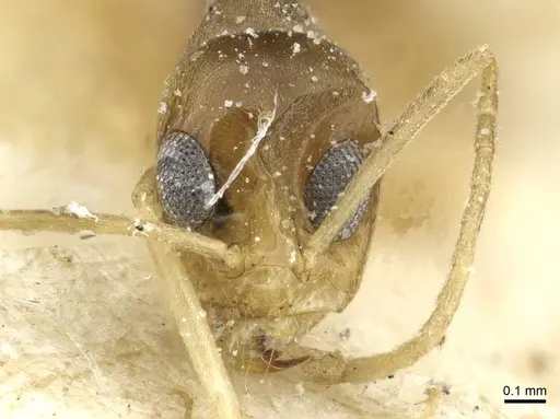 Dorymyrmex exsanguis - CASENT0911520