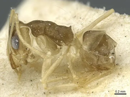 Dorymyrmex exsanguis - CASENT0911520