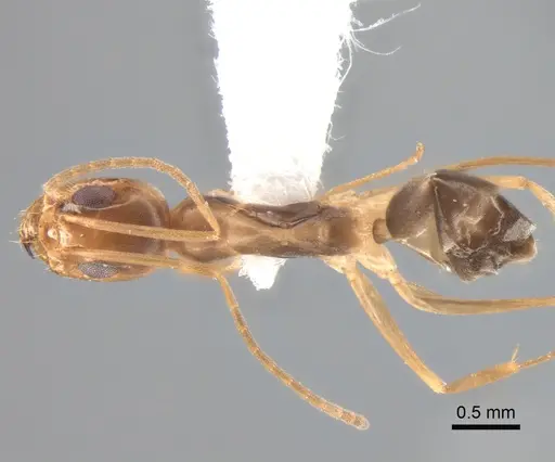 Dorymyrmex exsanguis - DZUP517940