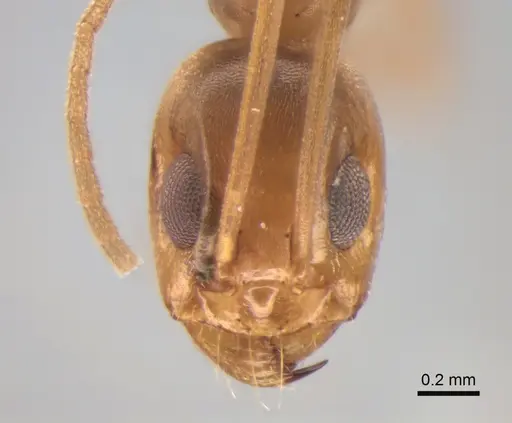 Dorymyrmex exsanguis - DZUP517940