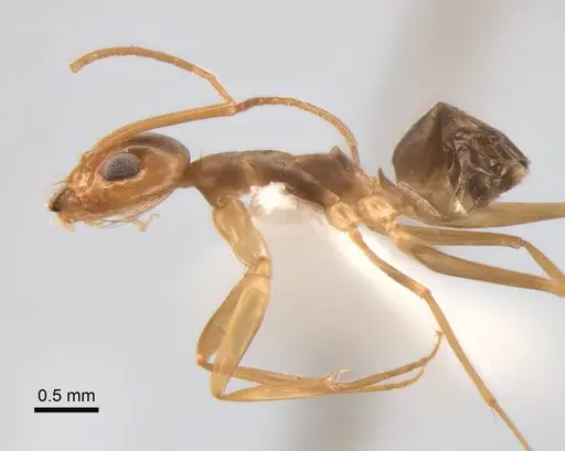 Dorymyrmex exsanguis - DZUP517940