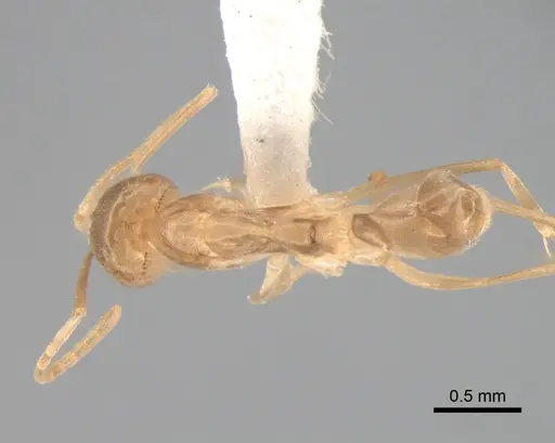 Dorymyrmex exsanguis - DZUP517948