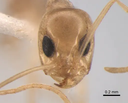 Dorymyrmex exsanguis - DZUP517948