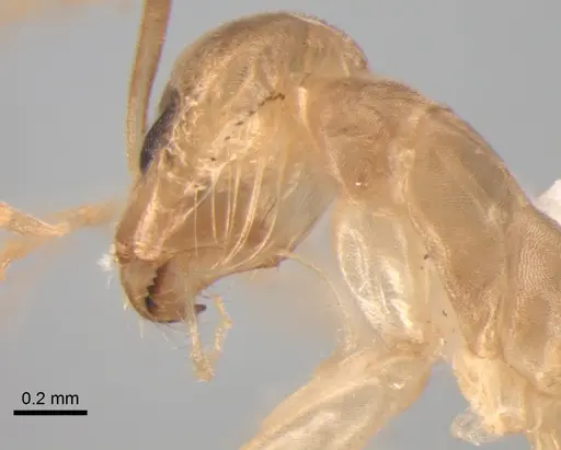 Dorymyrmex exsanguis - DZUP517948