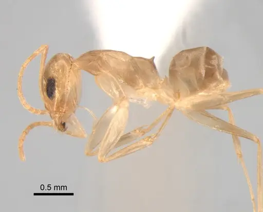Dorymyrmex exsanguis - DZUP517948