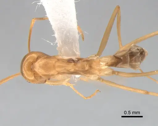 Dorymyrmex exsanguis - DZUP517949