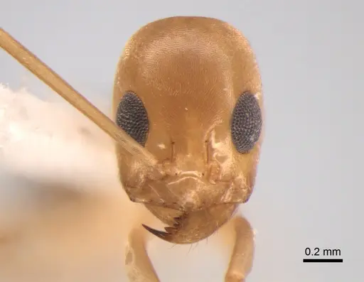 Dorymyrmex exsanguis - DZUP517949