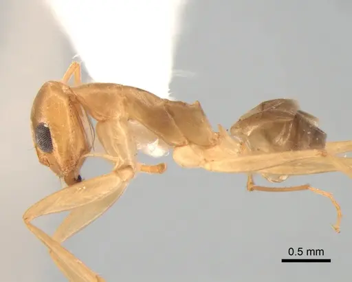 Dorymyrmex exsanguis - DZUP517949