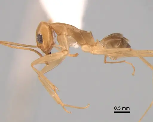 Dorymyrmex exsanguis - DZUP517949