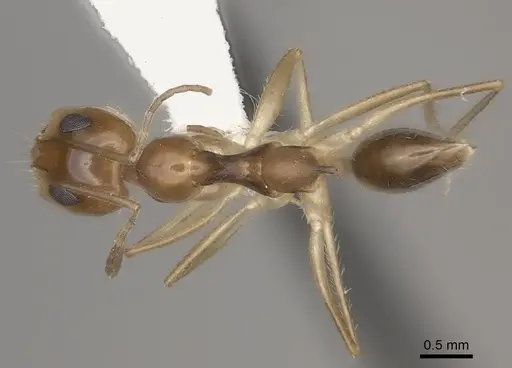 Dorymyrmex flavescens specimen