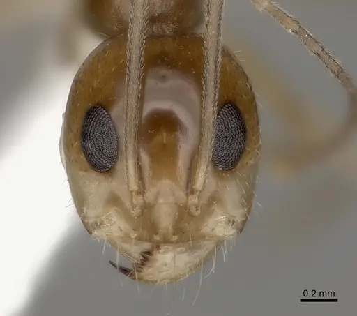 Dorymyrmex flavescens specimen