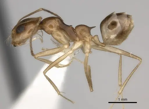 Dorymyrmex flavescens specimen