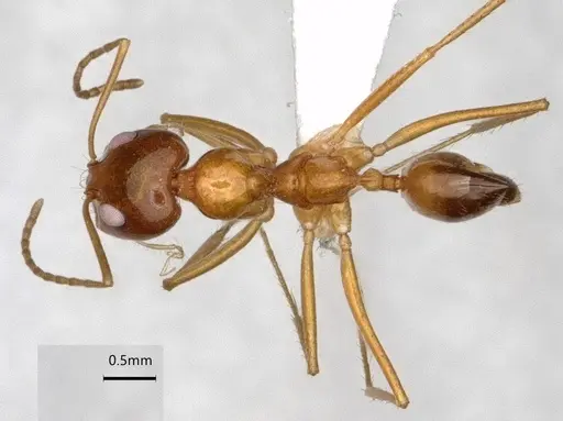 Dorymyrmex flavescens - CASENT0841496