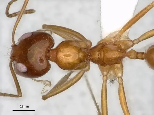 Dorymyrmex flavescens - CASENT0841496