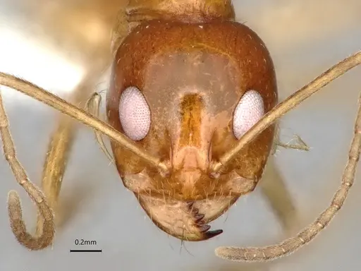 Dorymyrmex flavescens - CASENT0841496