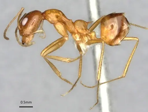 Dorymyrmex flavescens - CASENT0841496