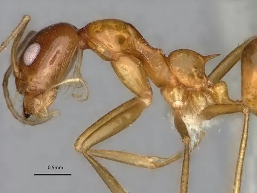 Dorymyrmex flavescens - CASENT0841496