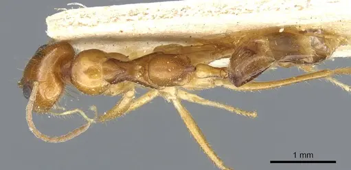 Dorymyrmex flavescens - CASENT0905111