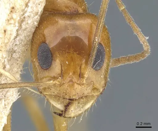 Dorymyrmex flavescens - CASENT0905111