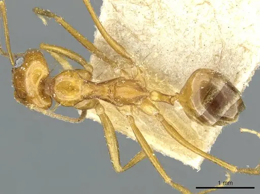 Dorymyrmex flavescens - CASENT0911540