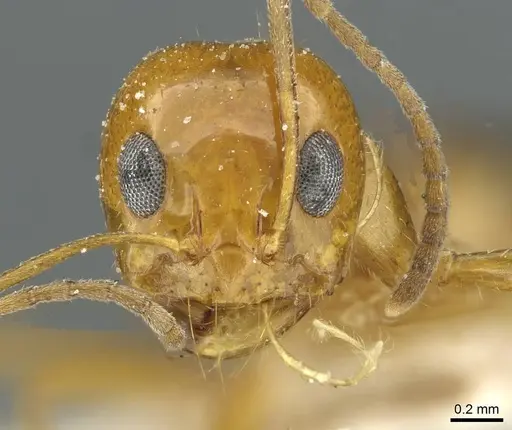 Dorymyrmex flavescens - CASENT0911540