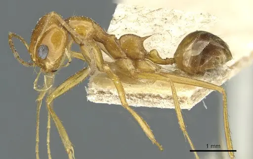 Dorymyrmex flavescens - CASENT0911540