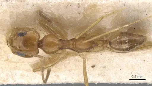 Dorymyrmex flavescens - CASENT0911541