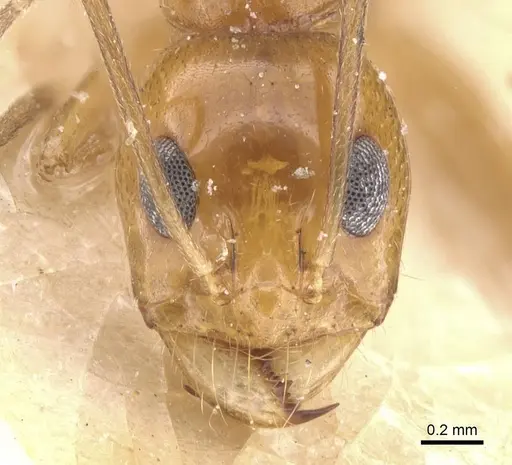 Dorymyrmex flavescens - CASENT0911541