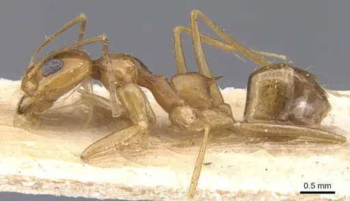 Dorymyrmex flavescens - CASENT0911541