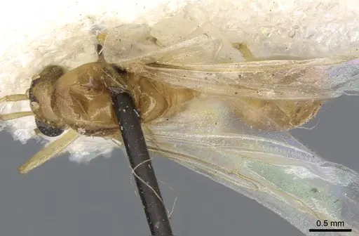 Dorymyrmex flavescens - CASENT0915584