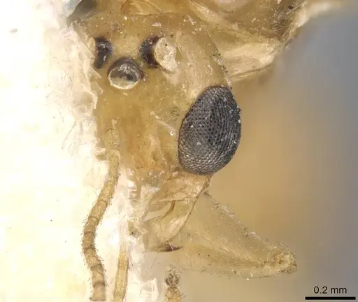 Dorymyrmex flavescens - CASENT0915584