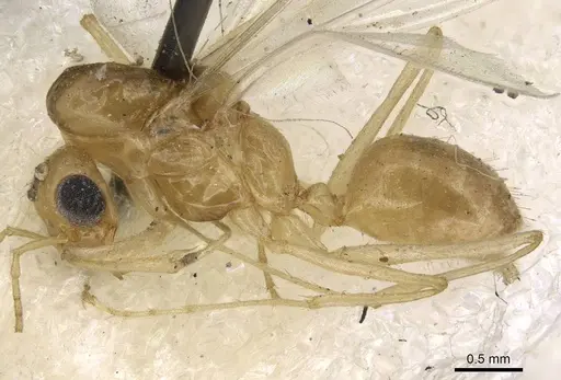 Dorymyrmex flavescens - CASENT0915584