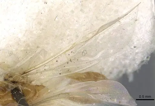 Dorymyrmex flavescens - CASENT0915584