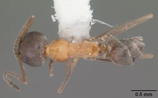 Dorymyrmex flavopectus specimen
