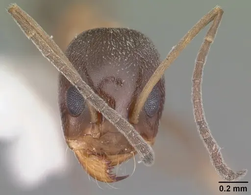 Dorymyrmex flavopectus specimen