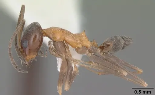 Dorymyrmex flavopectus specimen